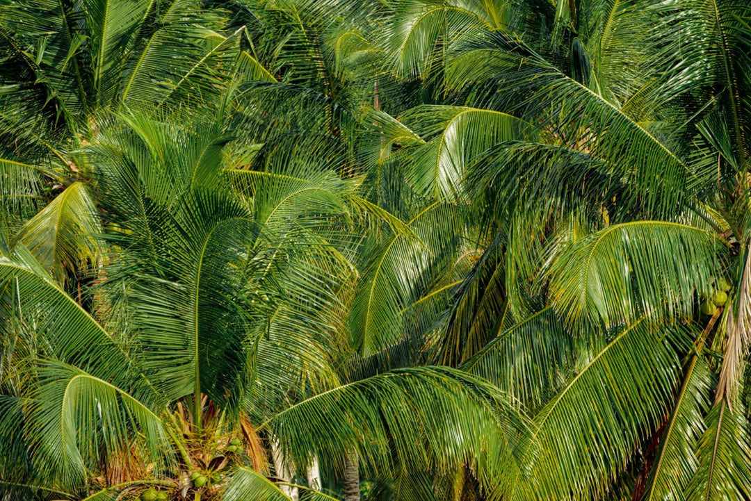 Palm trees in Bali, Indonesia