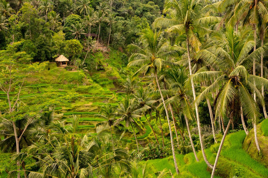 Palm trees in Bali, Indonesia