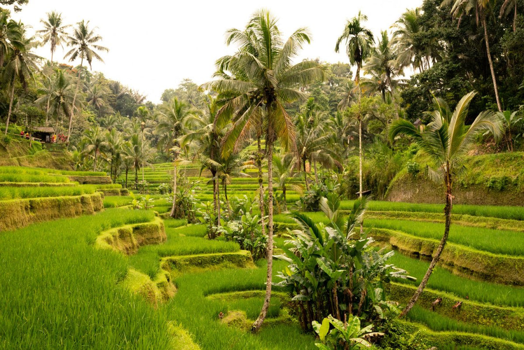 Palm trees in Bali, Indonesia