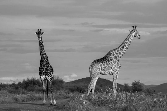 two giraffes standing in madikwe reserve