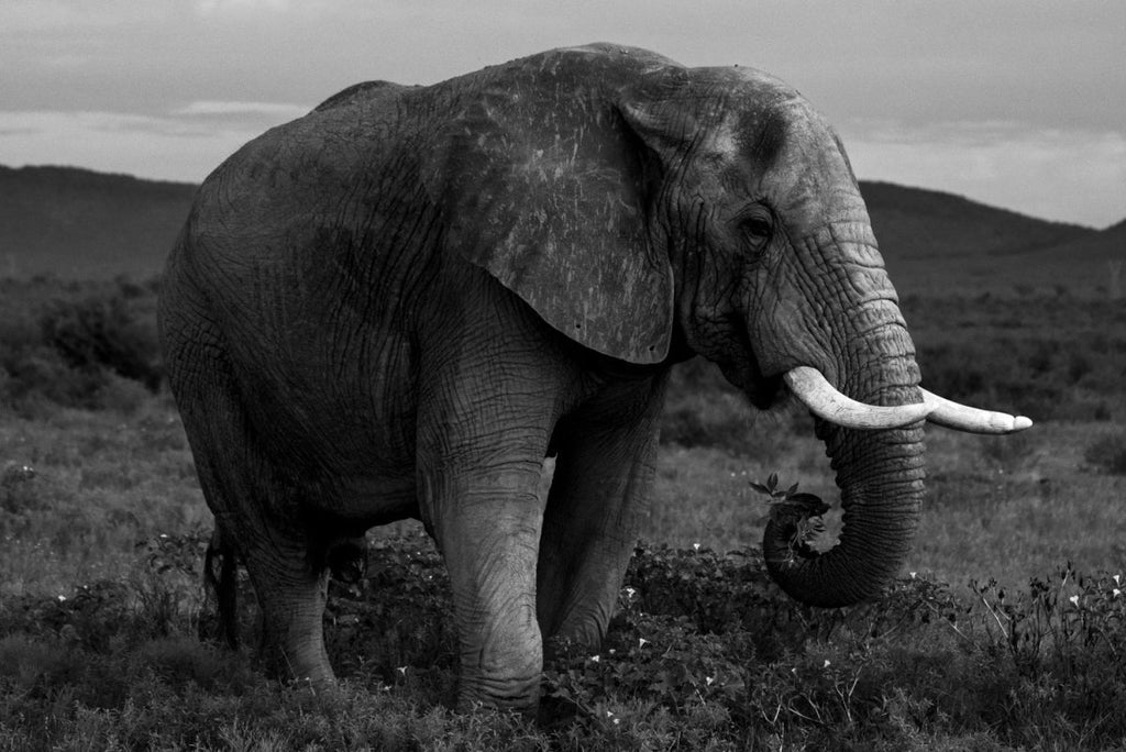 Elephant standing and eating in madikwe reserve