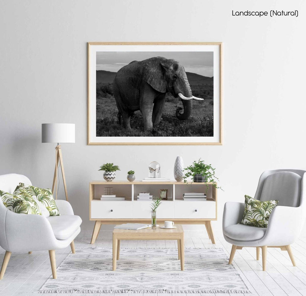 Elephant standing and eating in madikwe reserve