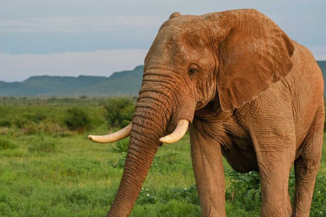 Elephant standing and eating in madikwe reserve