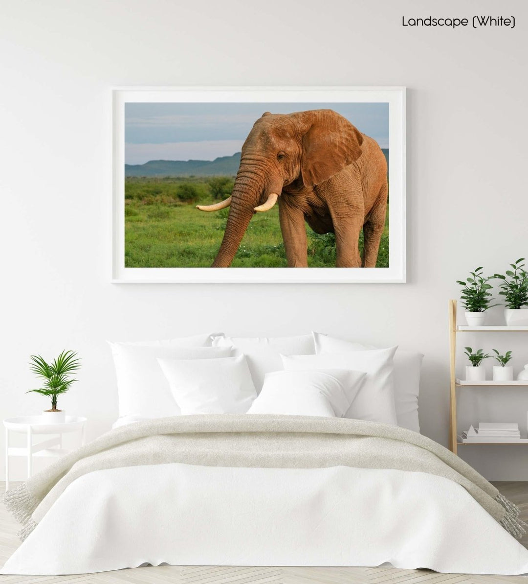 Elephant standing and eating in madikwe reserve