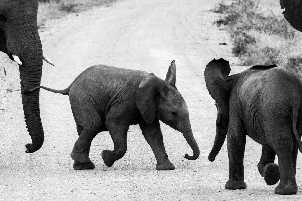 Baby elephants playing in madikwe reserve