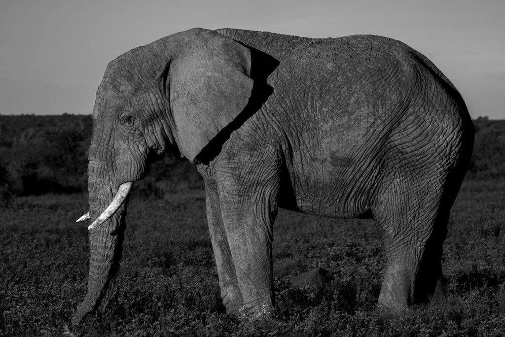 Elephant standing and eating in madikwe reserve
