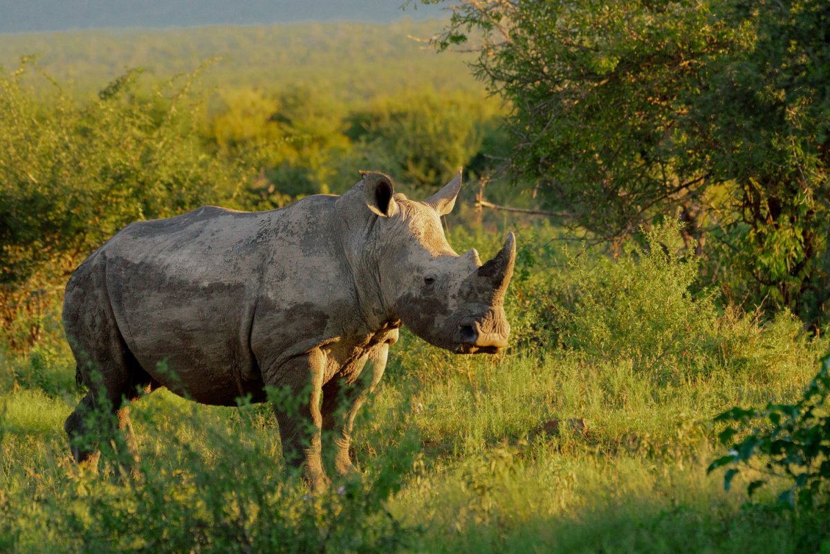 Mud on rhino standing in the grass