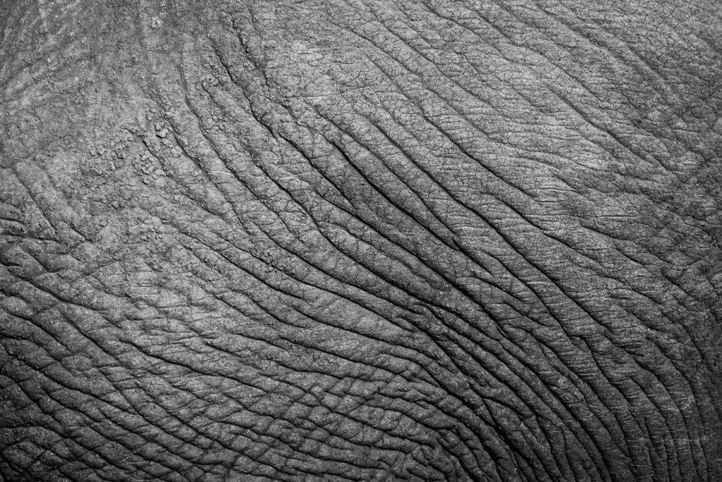 Black and white image of elephant skin