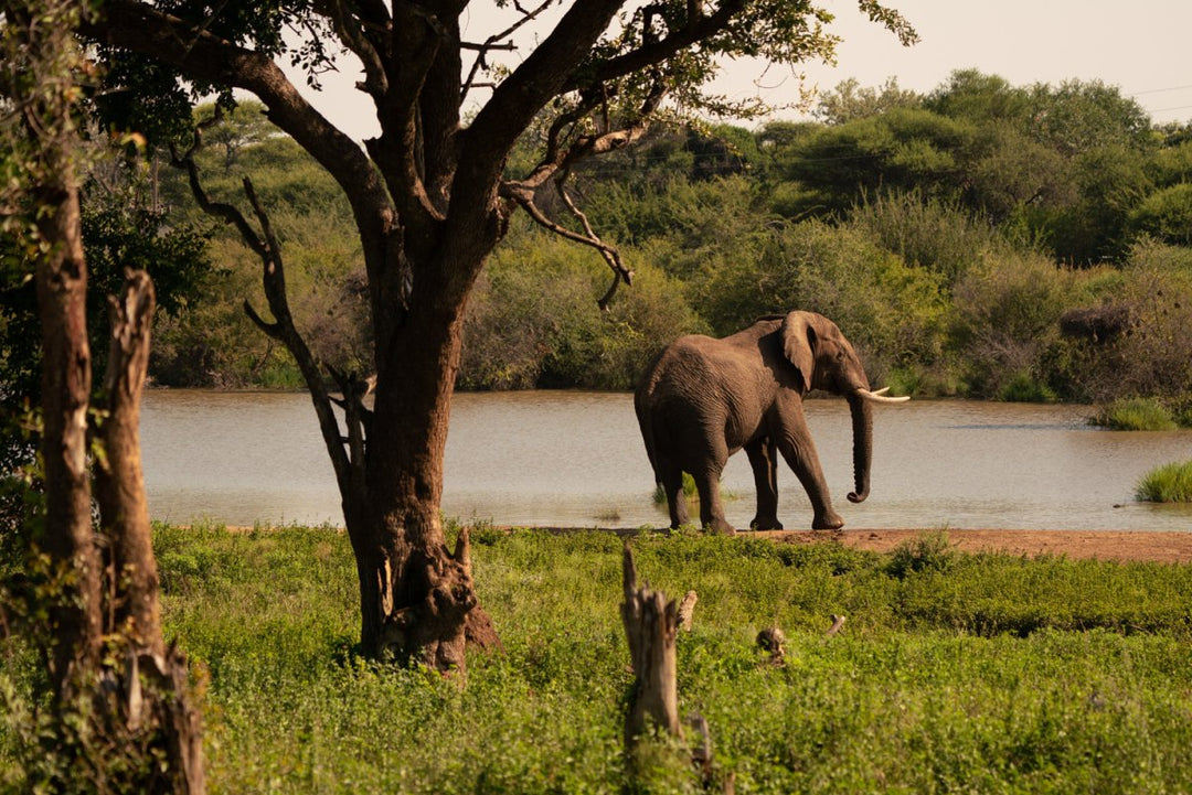 Elephant drinking out of watering hole in madikwe