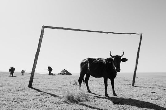 Transkei bull standing between soccer goal in black and white