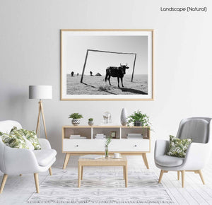 Transkei bull standing between soccer goal in black and white