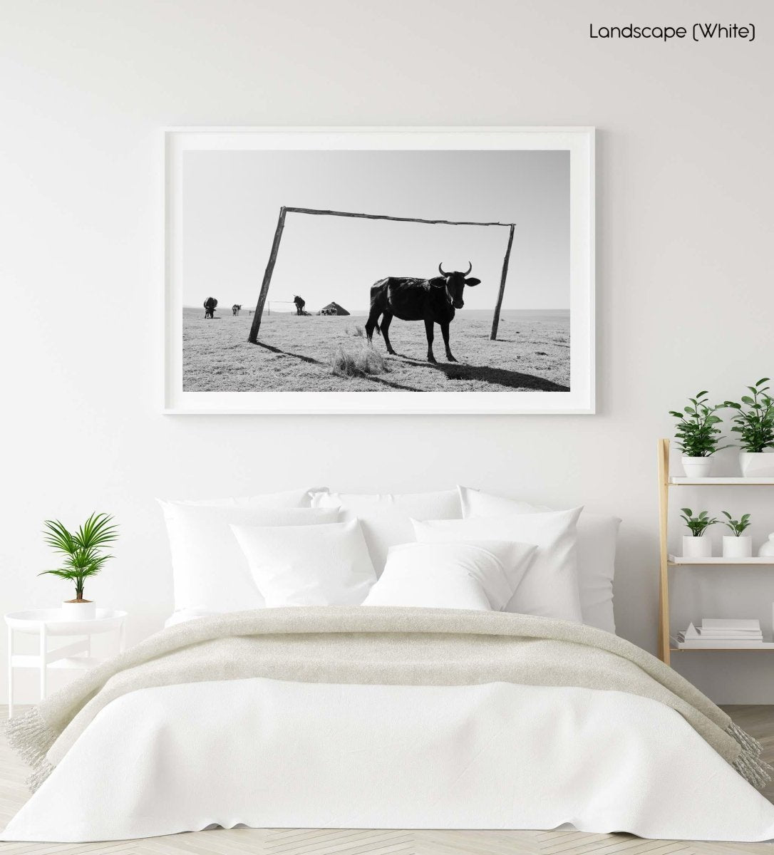 Transkei bull standing between soccer goal in black and white