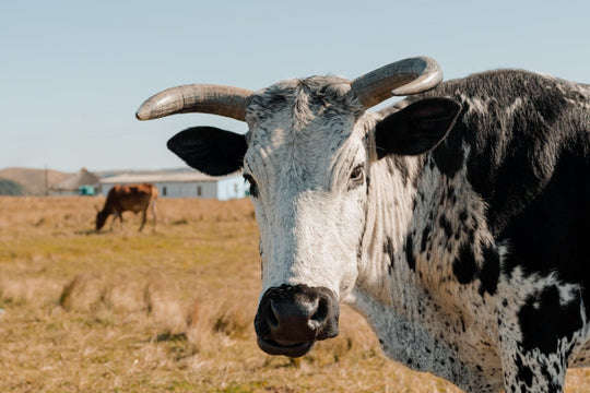 Transkei bull standing in field