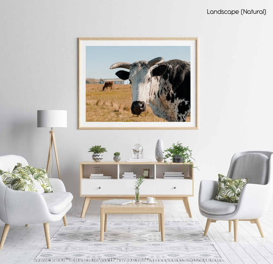 Transkei bull standing in field