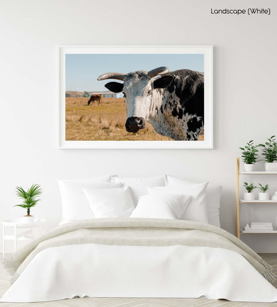 Transkei bull standing in field