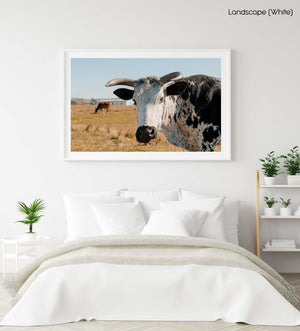 Transkei bull standing in field