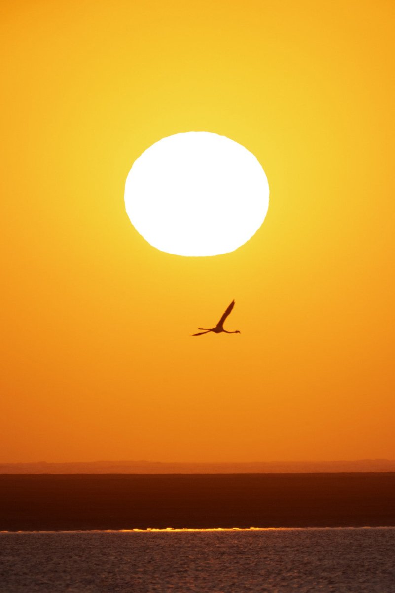 Flamingo Sunset (1 of 5)